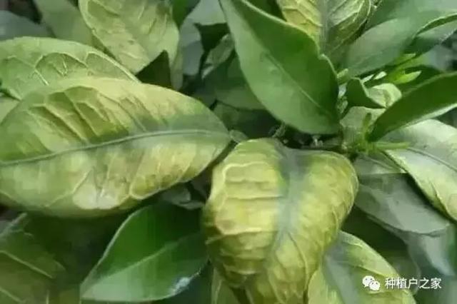 柑桔园缺素预警图，一起来认一认