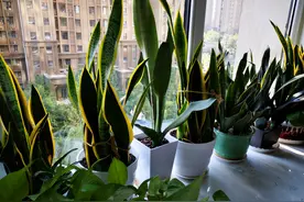 北方地区天冷了，养这6种花“断水”要及时，否则冻伤很难救图片