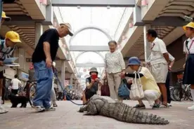 老汉养了一只粘人的"宠物"，逛街也带着，路人：这不是鳄鱼吗？图片
