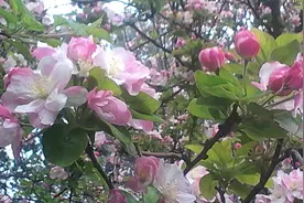 海棠依旧（图集）图片