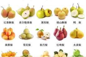 全中国有多少种梨子？盘点全国最好吃的50种梨，第一名太出乎意料图片