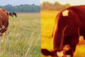 动物眼中的世界长什么样？超出你的想象图片