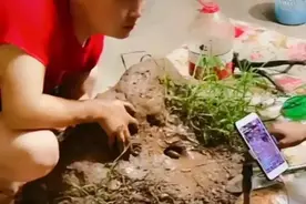 户外直播抓黄鳝图片