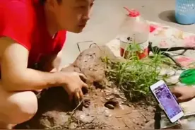 户外直播抓黄鳝图片