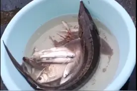 水中国宝中华鲟被大卸四块，男子水坑抓神秘鱼！却不认识是中华鲟图片