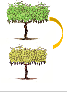 那些你不知道的事——含氨基酸肥料在转色上的应用