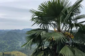 棕榈树果实叫什么？花苞能吃吗？图片