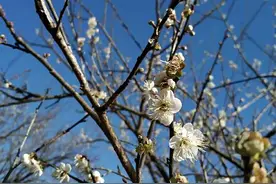 @恩平人，这里可以赏梅啦，快来打卡吧图片