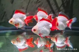 养金鱼如何换水？天天换水能行么？本篇提供金鱼换水方法图片