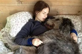 金毛不算大，真正大狗都在禁养犬里，很多人见都没见过图片