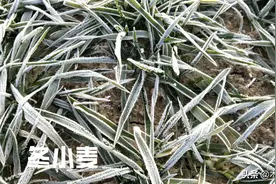 土壤湿度大，小麦还用不用浇越冬水？老农：浇与不浇应分别对待图片