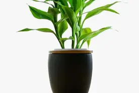 水养富贵竹叶子发黄怎么办？解决叶子发黄的六个关键事项图片