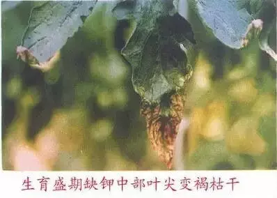 妞嶇墿缂虹礌鍘熷洜鍙婄己绱犵棁鐘跺鐓ц〃