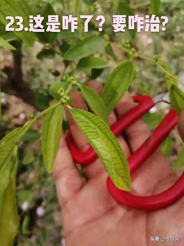 枣吊又粗又长但不长蕾什么原因?(341期)