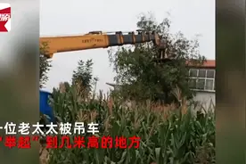 山东济南：儿子开吊车将母亲举高摘枣 孝顺方式太硬核图片