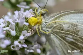 土耳其拍摄到一只金色小蜘蛛，捕捉体型大其几倍的蝴蝶，抓住不放图片