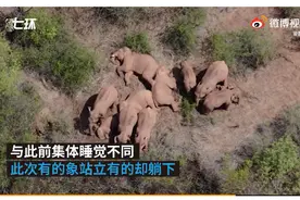 无人机再抓拍北迁象群睡觉：有的象站睡也有的躺睡图片