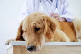 狗狗生病了怎么办？这4种疾病在家治疗比去宠物医院靠谱图片