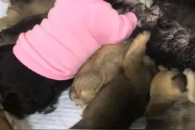 狗妈妈在喂奶，腹部突然传来阵痛，低头一瞧，心里凉透透了图片