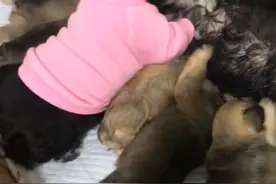 狗妈妈在喂奶，腹部突然传来阵痛，低头一瞧，心里凉透透了图片