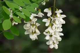 文化碎语 | 吃花不仅是一种新时尚，背后还有你所不知道的文化图片