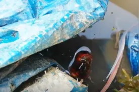 巡逻池塘，龙虾们各忙各的，老鼠吃龙虾很多，改如何才能消灭它们视频封面