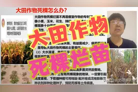 大田作物死棵烂苗怎么办？死苗烂棵？「农艺师讲农业」图片