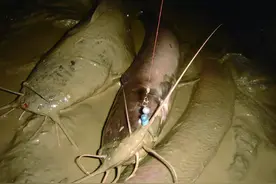 吃屎鱼？珠江夜钓连上2条大鱼，却因恶心没人要图片