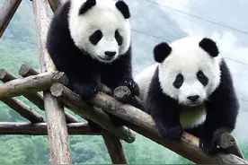 加拿大提前“退回”大熊猫，动作频频的加拿大这又是何意？图片