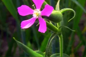 秋季面条菜（羊蹄棵）啥时播种？如何种植才能质优产量高图片