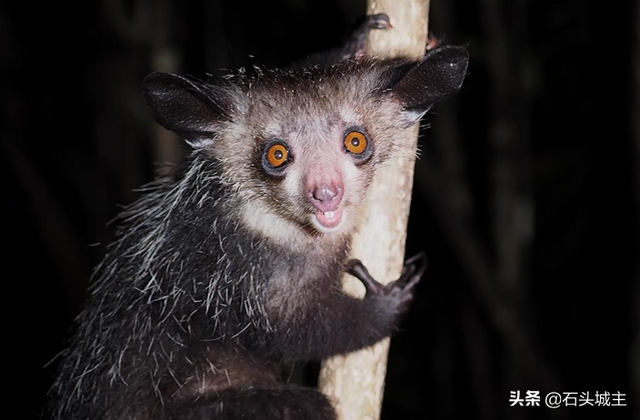 落水鬼是什么动物,水猴这种神秘且诡异的不明生物,人们对它为什么总是