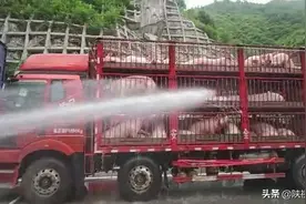 快绕行！拥堵超42个小时！猪在车上被热死，目前该路段仍有25公里拥堵图片