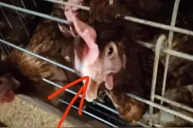 看这鸡，肿得实在太难受了！最近蛋鸡最流行的疾病图片