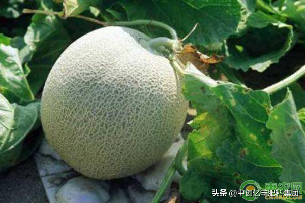 哈密瓜膜下滴灌技术