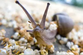 蜗牛也能杀人？何止啊，每年因为蜗牛丧命的人数还不在少数图片