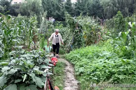 8种蔬菜“没断过农药”，农残多到不敢想象，爱吃的人要管住嘴图片