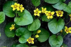 一味民间草药：金钱草，清热利湿，能治胆结石、胆囊炎、痔疮图片