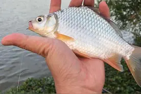 高背鲫即将狂口，野钓攻略分享图片