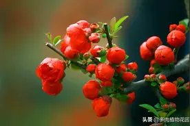 海棠花的养护方法，这样养护，花大色艳图片