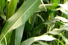 玉米浇水时间如何掌握图片