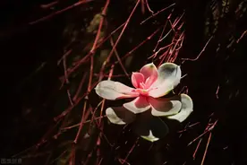 像风一样自由图片