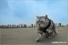 从小和老虎一起长大的喵咪，看到它的走路姿势，路人：十万卖吗？图片