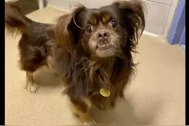 泰迪在走丢两年后，主人竟在电视上看见找回了它，简直就是个奇迹图片