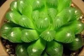 8个色系的多肉植物，摆在阳台上色彩斑斓，集齐的都是养花大神图片