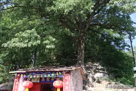 河北一棵千年古橡树，树根像是盘着“一条龙”，活灵活现很逼真图片