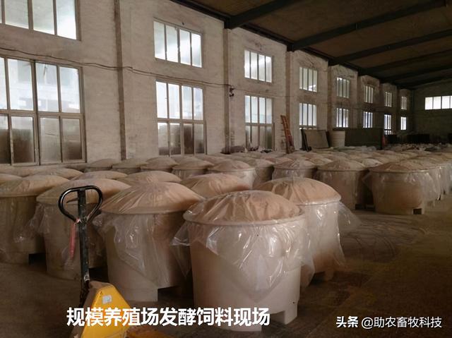 南方养猪种植什么牧草好？猪场为什么推荐种植牧草？