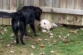 家中常来一只白狗，蹭吃蹭喝无人认识，直到围栏下探出一狗头图片