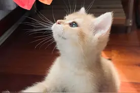 上海这户人家把房留给66只猫住，自己搬走了！邻居：我们太难了图片