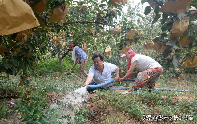 腐植酸、氨基酸、海藻酸、鱼蛋白，都是啥肥料？都有啥作用？