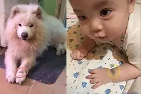相伴14年的爱犬离世后，以陌生的形式，回到了铲屎官的身边图片